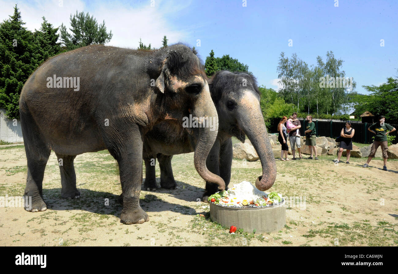 L'éléphant femelle Delhi célèbre son 25e anniversaire depuis l'arrivée au Zoo à Usti nad Labem, République tchèque le 18 juin 2012. Delhi mange des légumes et fruits gâteau avec Kala. (CTK) Zavoral Libor/Photo Banque D'Images