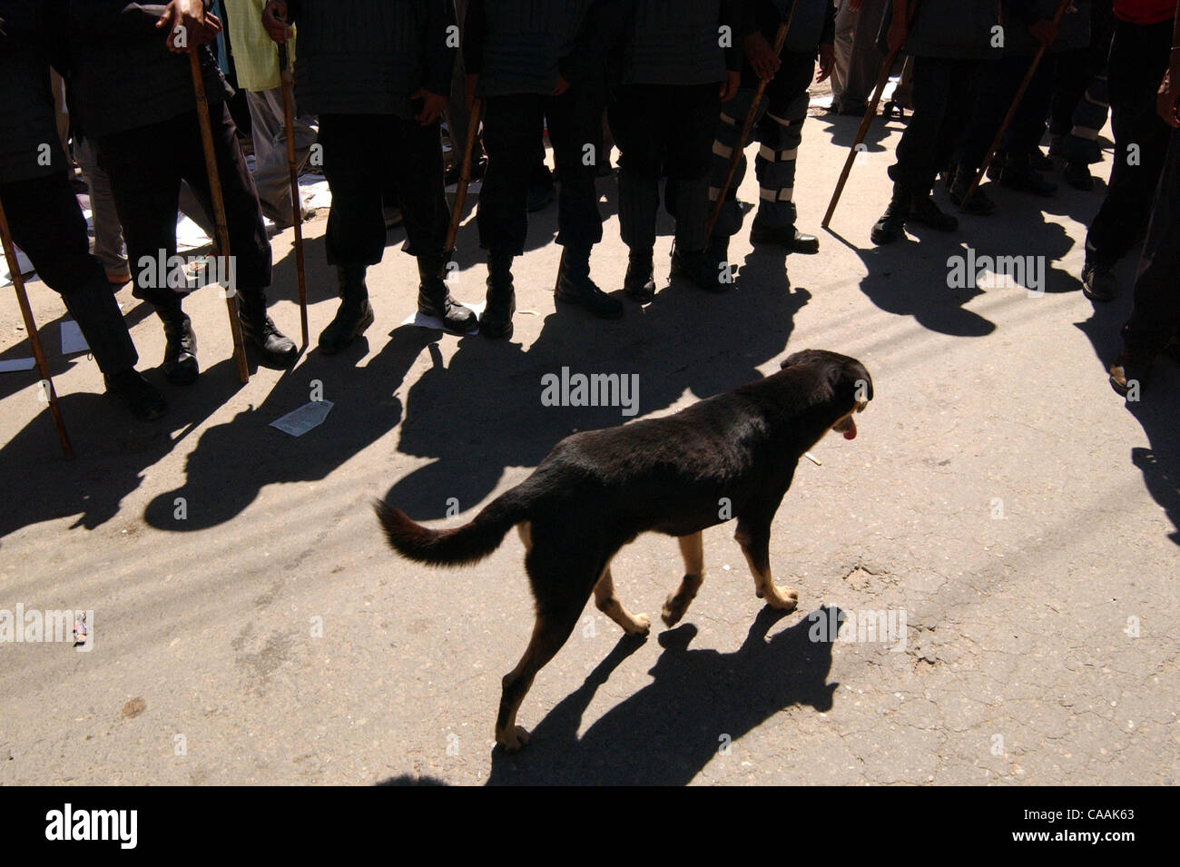 Katmandou, Népal, 10 septembre 2003 : un chien traverse cordon de police au cours d'une manifestation à la rue principale de Katmandou. La violence et la protestation ont grimpé au Népal après la lutte contre la guérilla maoïste pour abolir la monarchie. Des milliers de partisans des cinq principaux partis politiques ont été arrêtés alors qu'ils Banque D'Images