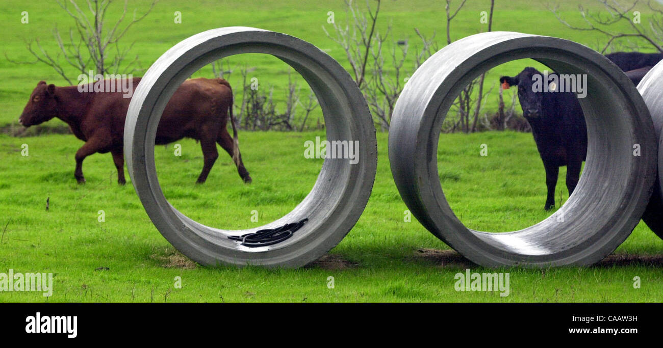 À la fin de Summersville Road. près de Black Diamond Mines dans le développement de la Californie Antioche répond aux pâturages. Ces larges tuyaux s'asseoir en attente d'installation, dans un domaine où les bovins broutent normalement. Lundi 2 février 2004. (Contra Costa Times/Herman Bustamante Jr.) Banque D'Images