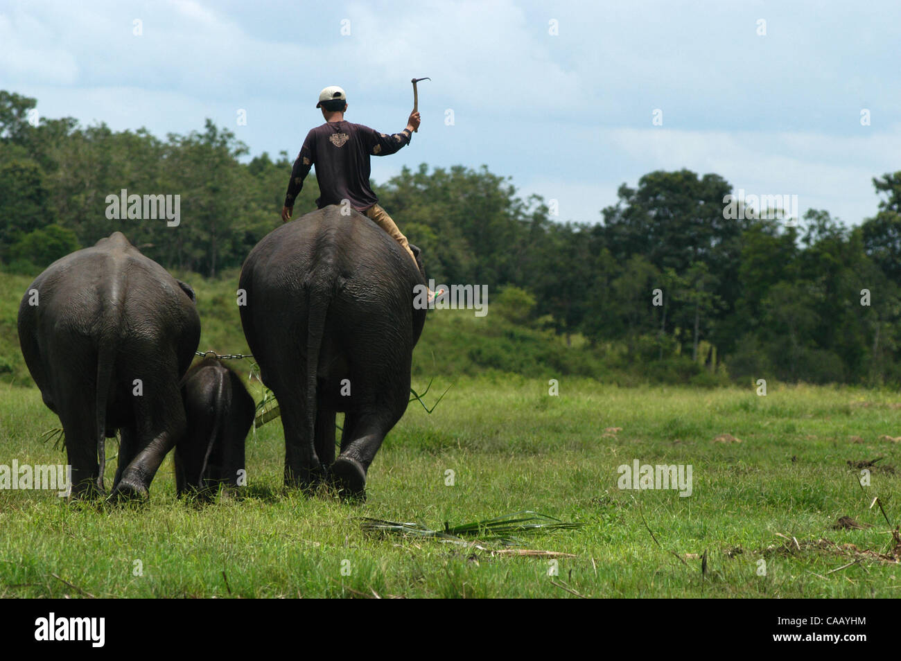 Mar 02, 2004 ; Way Kambas, Lampung, l'Indonésie, l'Indonésie, l'école pour l'éléphant sauvage à Way Kambas National Park. Les éléphants sauvages qui chatched par les villageois à cette région, formés pour être en mesure d'être ÔmenghalauÕ ou éléphants sauvages de la terre peopleÕs et sont des attractions touristiques pour une circonscription Banque D'Images