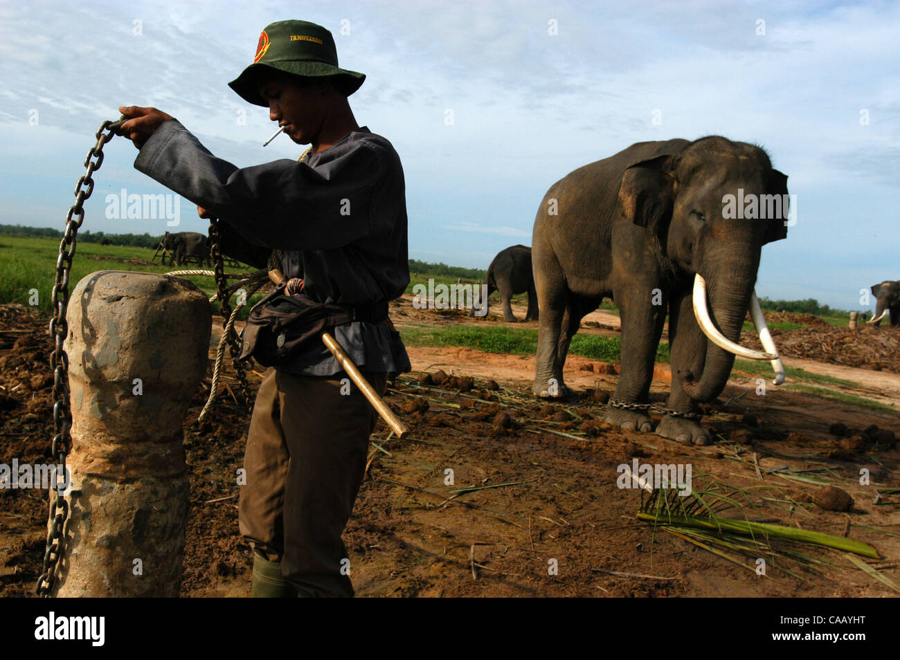 Mar 02, 2004 ; Way Kambas, Lampung, l'Indonésie, l'Indonésie, l'école pour l'éléphant sauvage à Way Kambas National Park. Les éléphants sauvages qui chatched par les villageois à cette région, formés pour être en mesure d'être ÔmenghalauÕ ou éléphants sauvages de la terre peopleÕs et sont des attractions touristiques pour une circonscription Banque D'Images