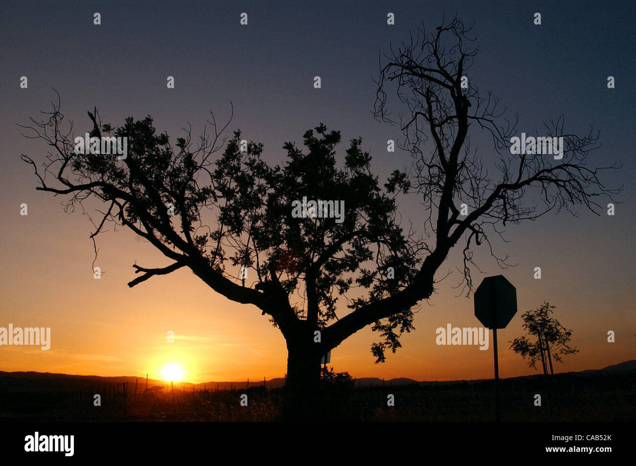 Le soleil du soir la silhouette d'un arbre à l'angle de la route d'Arroyo et Wetmore Road le Jeudi, Avril 22, 2004 à Livermore, Californie (Jose Carlos Fajardo/Contra Costa Times) Banque D'Images