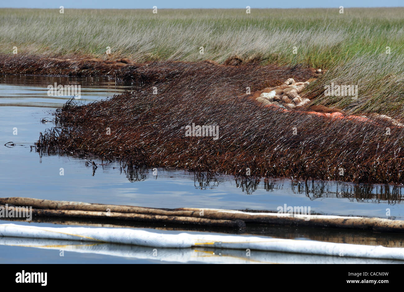 17 juin 2010 - Port de soufre, Louisiane, États-Unis - marais endommagé est vu dans une zone de Barataria Bay endommagé par le golfe du Mexique BP oil spill à Port Sulpher, Louisiane, USA 17 juin 2010. Le déversement de pétrole est la plus importante dans l'histoire des Etats-Unis et continue de menacer la faune, l'écosystème et l'économie de t Banque D'Images
