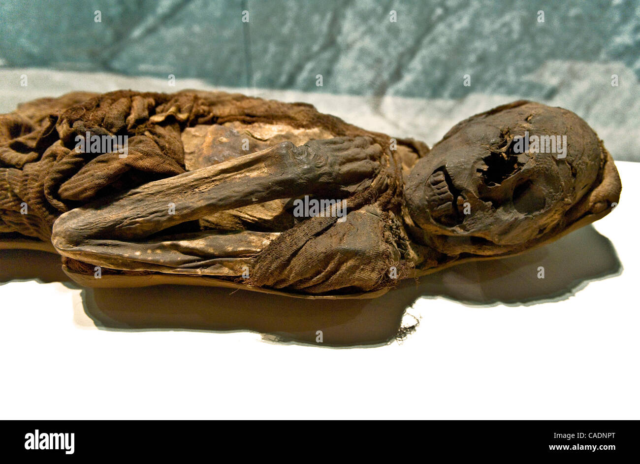 30 juin 2010 - Los Angeles, Californie, USA - La momie d'un homme, environ 30 ans au moment de sa mort quelque 1 000 ans, à l'affiche au jour de l'aperçu de la presse "Les momies de la pièce au California Science Center. Grâce aux dons de momies et de l'artif Banque D'Images
