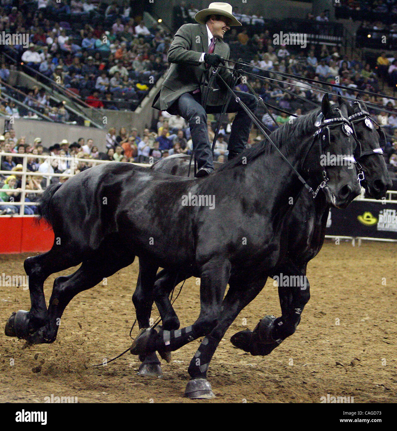 Pour METRO - Jason Goodman, de Mt. Agréable, TX, "Roman" en haut deux de ses six chevaux de trait Percheron de l'équipe samedi 9 février 2008 au cours de la 59e assemblée annuelle San Antonio Stock Show & Rodeo au AT&T Center. (PHOTO PAR EDWARD A. ORNELAS/personnel) Banque D'Images