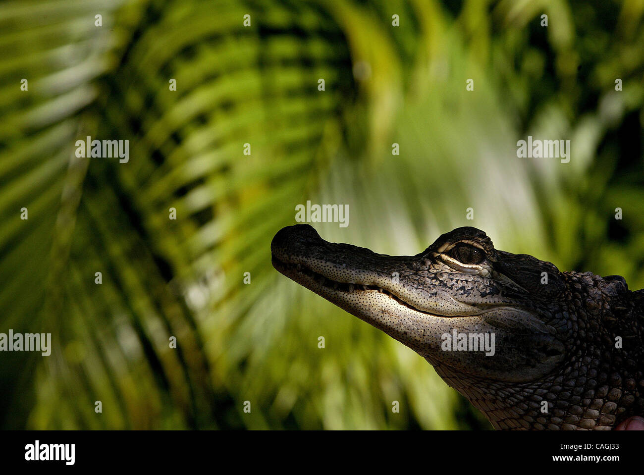 que dit un crocodile quand il en rencontre un autre