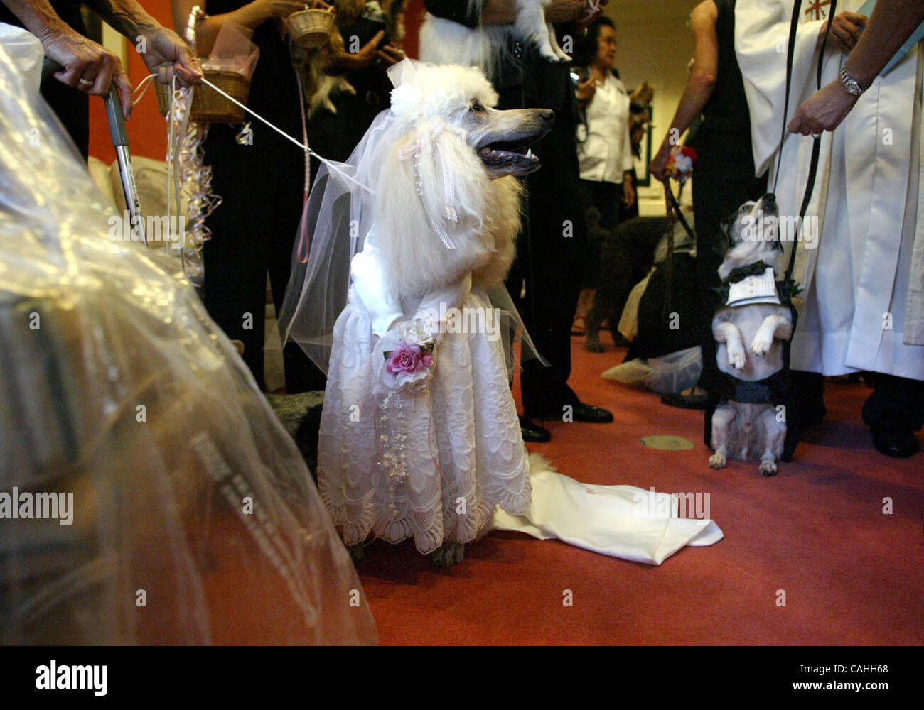 rencontre canada mariage