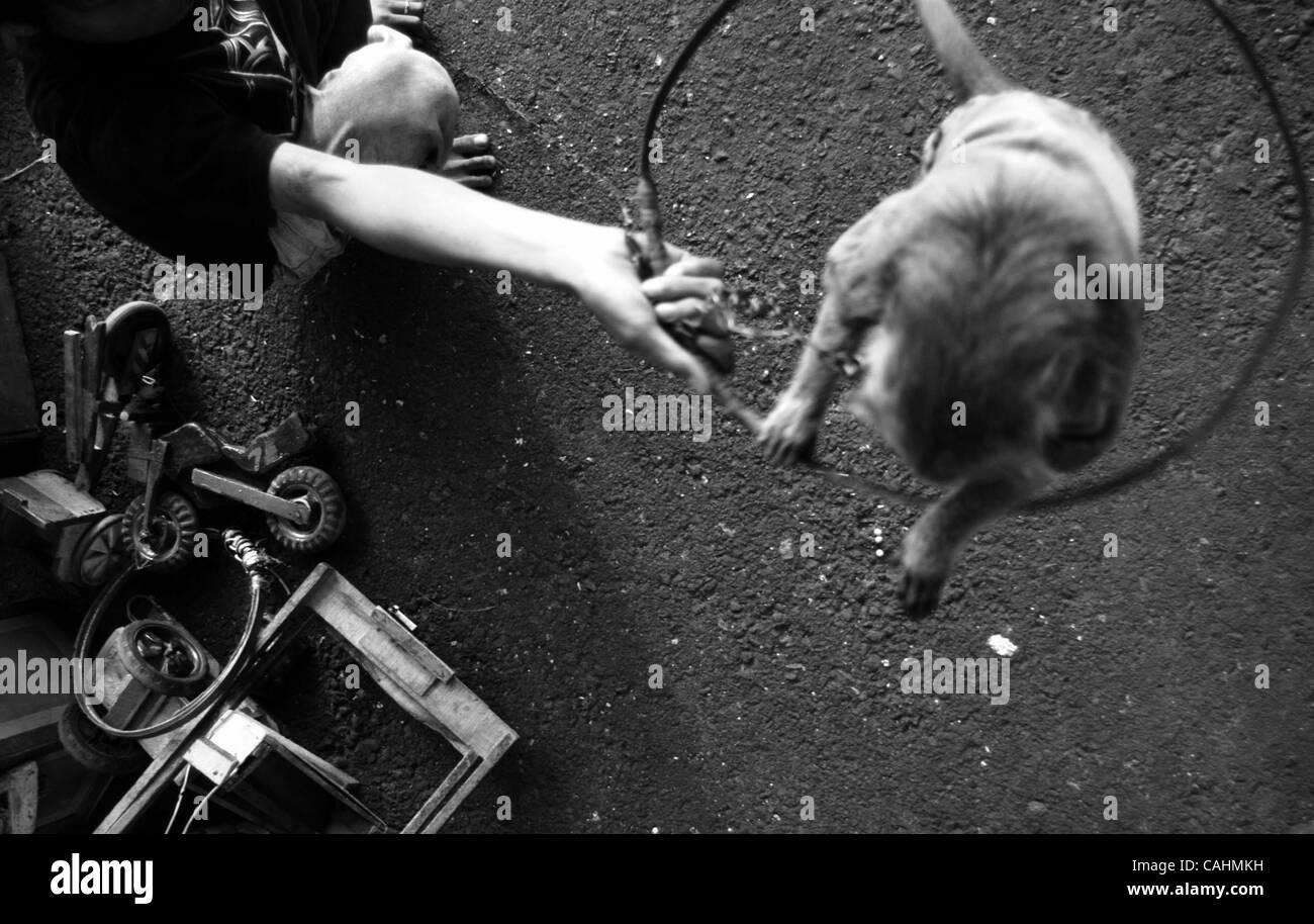 Monkey jump un trou pendant l'art traditionnel 'Monkey' Masque dans la rue à Jakarta, Indonésie. Décembre 9,2007. Banque D'Images