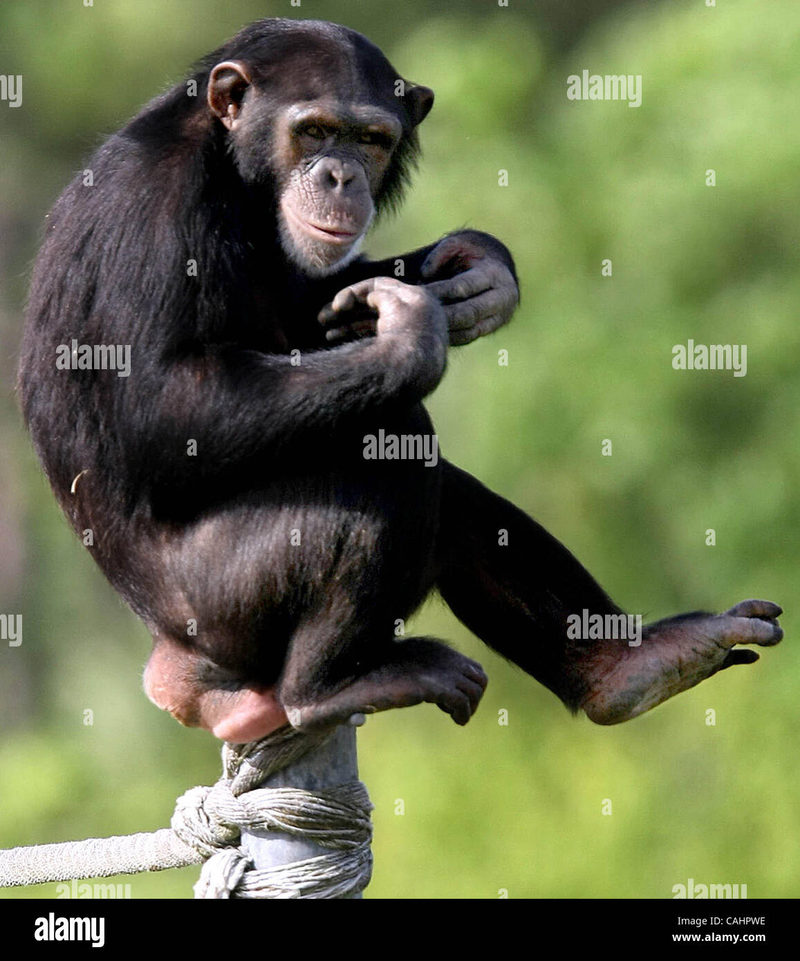 121307 chimpanzés du CAC (14) Personnel photo de Bill Ingram/ Le PBPost 0046423A AVEC HISTOIRE Par tba -- WELLINGTON -- COURIR À TRAVERS MIS EN PLACE POUR LE POST : Profils de certains des chimpanzés LCS ... Irene 9,jeudi à Wellington. Banque D'Images