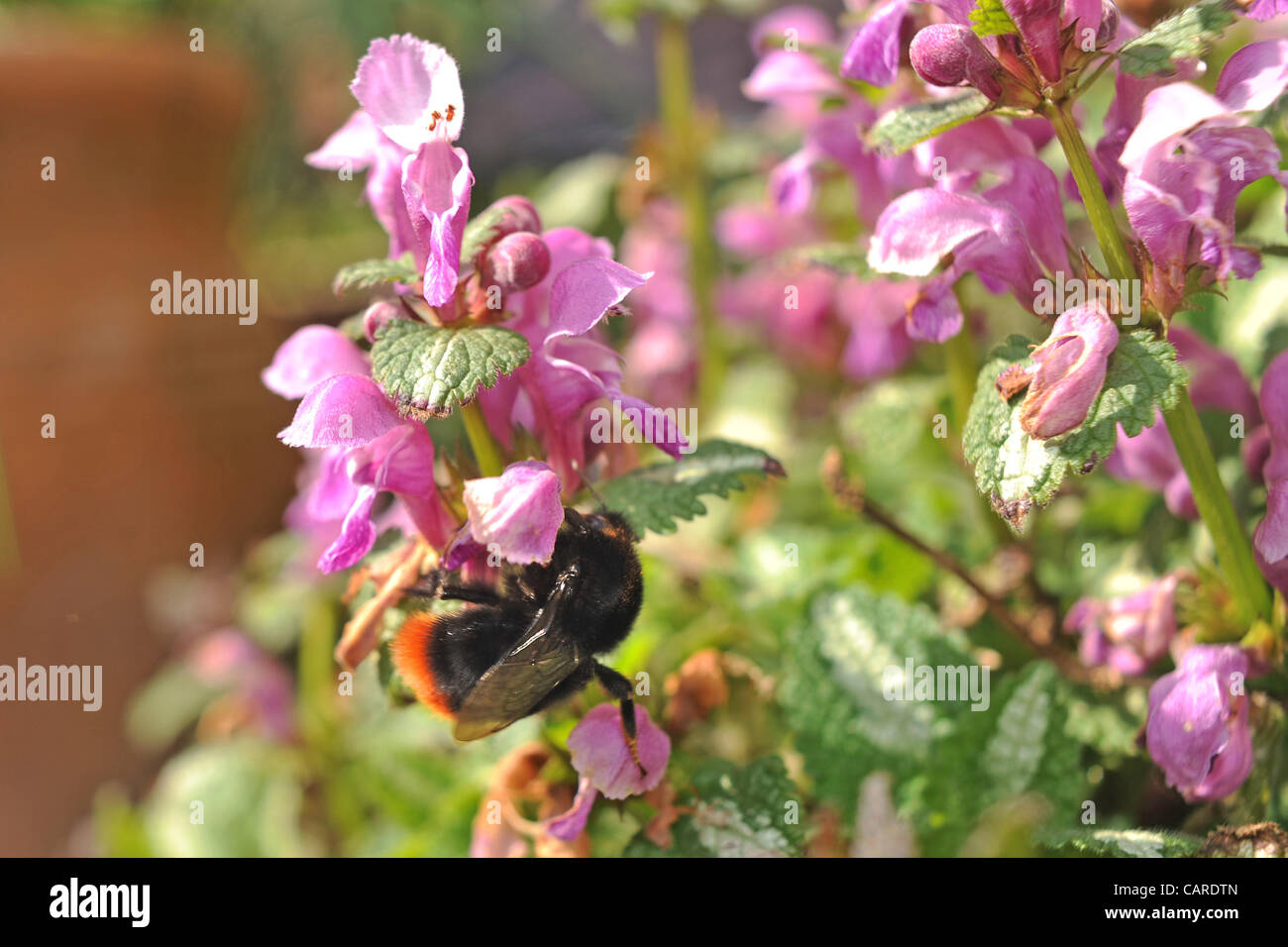 Un bourdon vient se poser sur les fleurs de printemps par temps chaud Brighton Sussex UK aujourd'hui . Banque D'Images