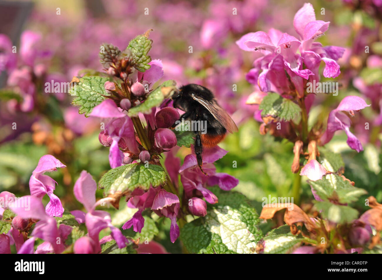 Un bourdon vient se poser sur les fleurs de printemps par temps chaud Brighton Sussex UK aujourd'hui . Banque D'Images
