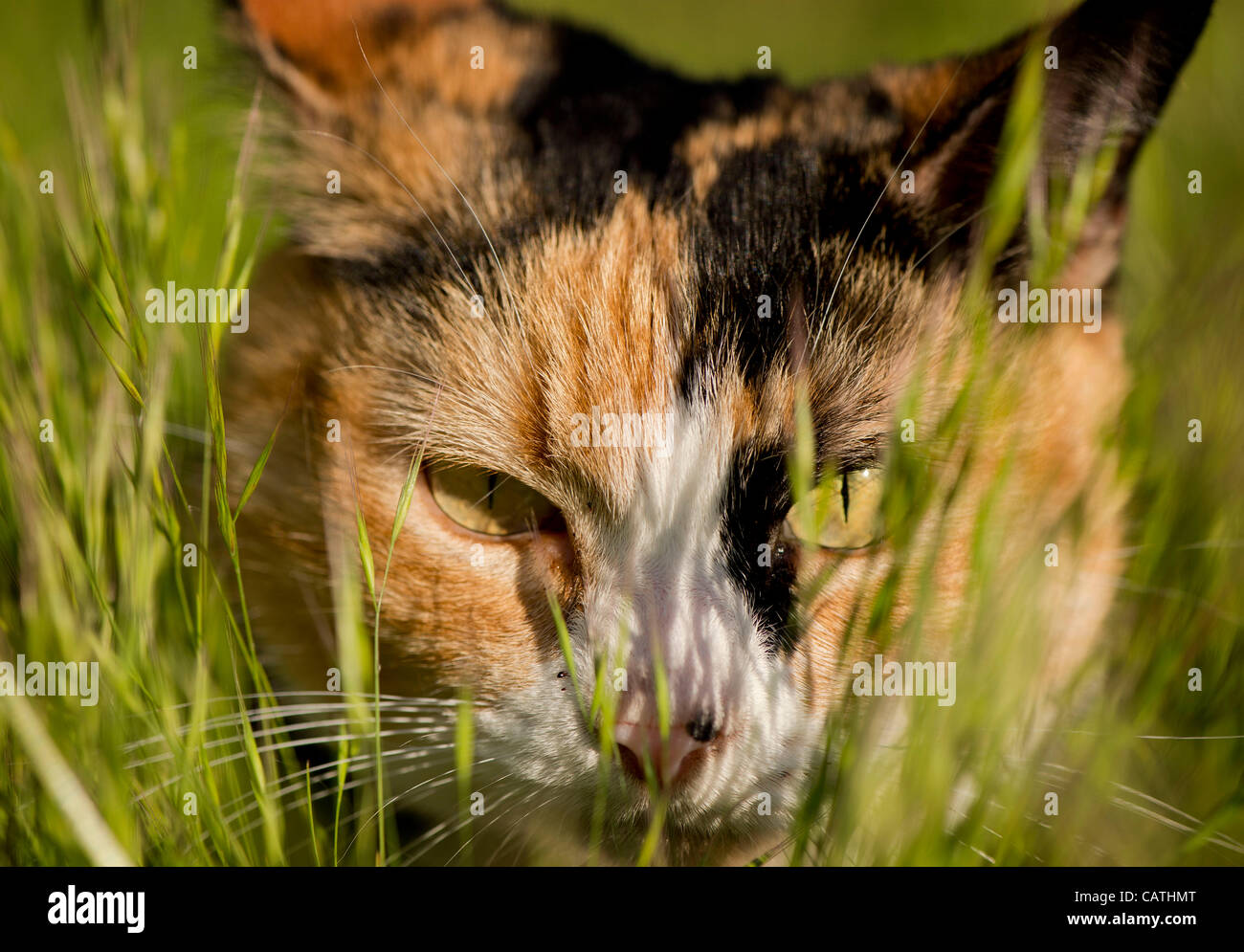 20 avril 2012 - Oakland, Oregon, États-Unis - un chat calico se cache dans les hautes herbes dans un champ près d'une maison à Oakland, en Orégon (crédit Image : © Loznak ZUMAPRESS.com)/Robin Banque D'Images