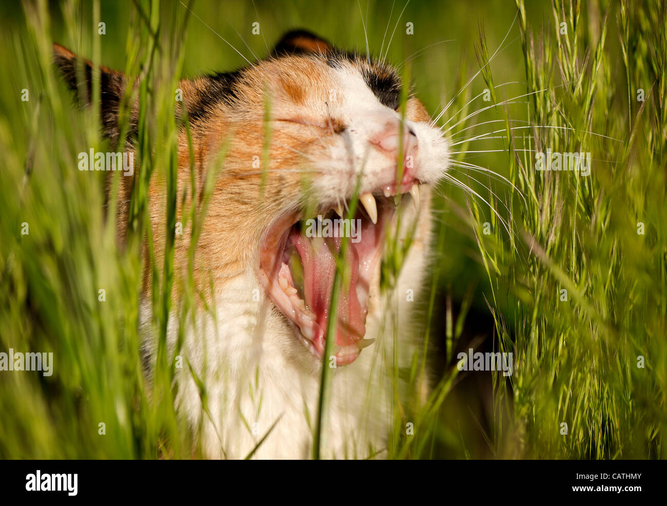 20 avril 2012 - Oakland, Oregon, États-Unis - un chat calico bâille en se cachant dans les hautes herbes dans un champ près d'une maison à Oakland, en Orégon (crédit Image : © Loznak ZUMAPRESS.com)/Robin Banque D'Images