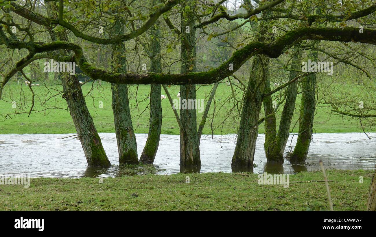 Les arbres inondés, Derbyshire 27 avril 2012. Le Derbyshire souffre d'inondations au cours d'une sécheresse en Angleterre Banque D'Images