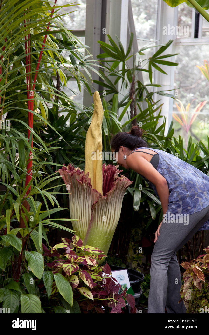 Une femme sniffing Amorphophallus titanum (cadavre) fleur fleurir à Honolulu, Hawaï à Foster Botanical garden. La fleur fleurit qu'une fois tous les cinq ans et dégage une odeur de viande en décomposition comme descrbed souvent. Banque D'Images