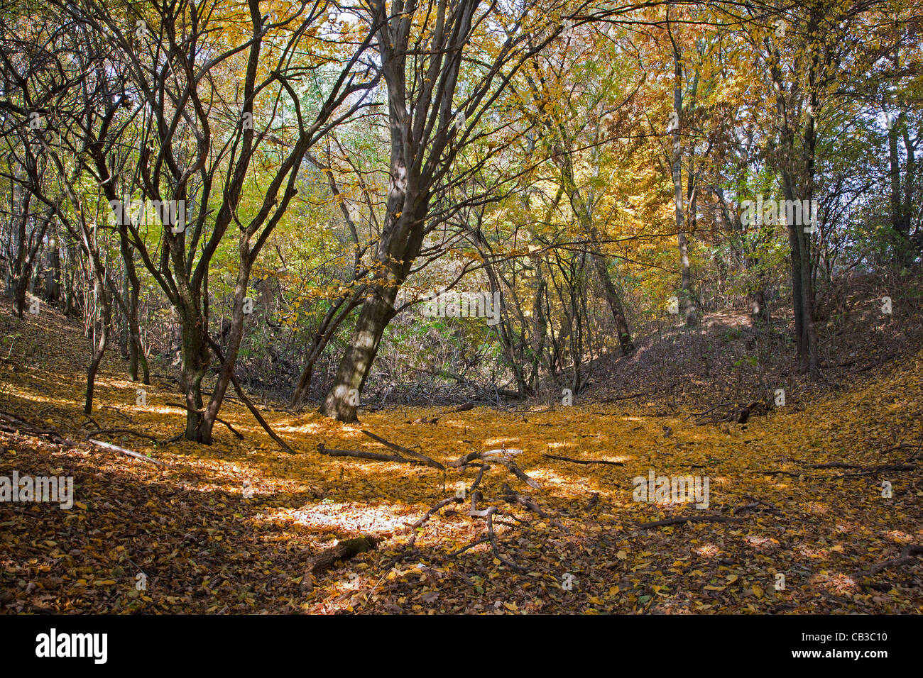 La vallée de la forêt en automne Banque D'Images