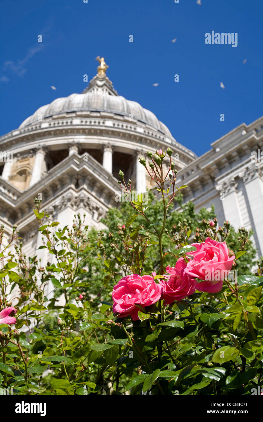 Londres - roses par st. Paul Cathedral Banque D'Images