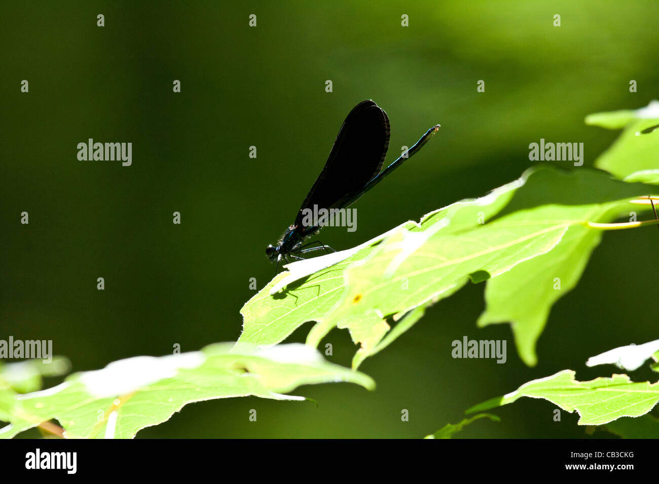 La petite libellule Calopteryx maculata Banque D'Images