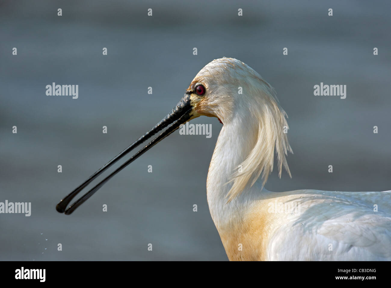 Spatule blanche / Common Spoonbill (Platalea leucorodia) close-up, Texel, Pays-Bas Banque D'Images