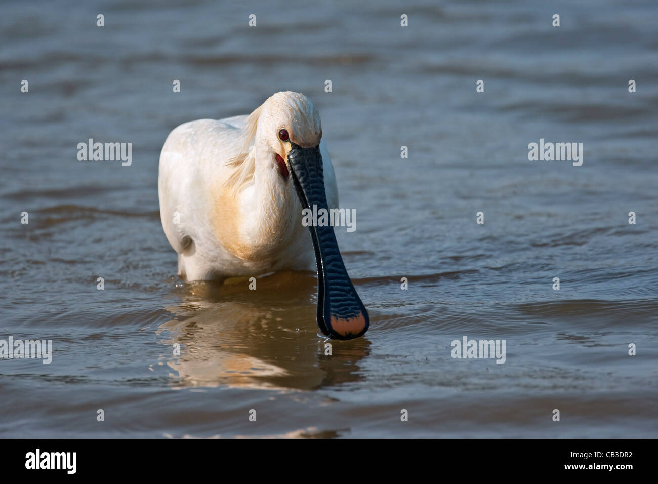 Spatule blanche / Common Spoonbill (Platalea leucorodia) se nourrissent dans les eaux peu profondes, Texel, Pays-Bas Banque D'Images