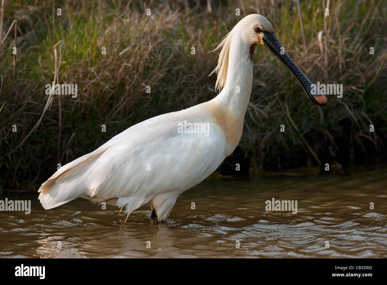 Spatule blanche / Common Spoonbill (Platalea leucorodia) se nourrissent dans les eaux peu profondes, Texel, Pays-Bas Banque D'Images