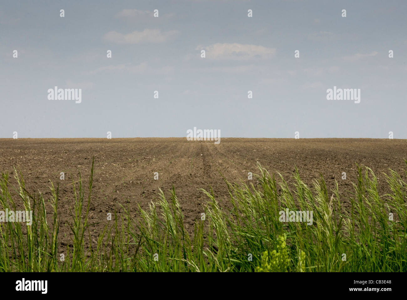 Prairie, près de Tolono Champaign Urbana, Illinois, États-Unis Banque D'Images