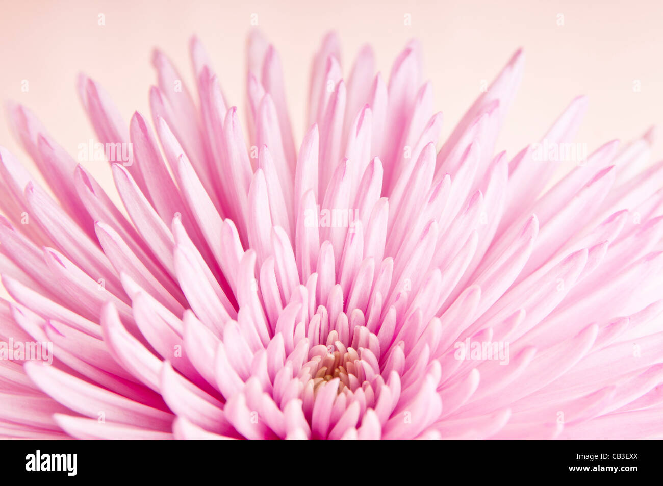 Macro photo de fleur de chrysanthème rose Banque D'Images