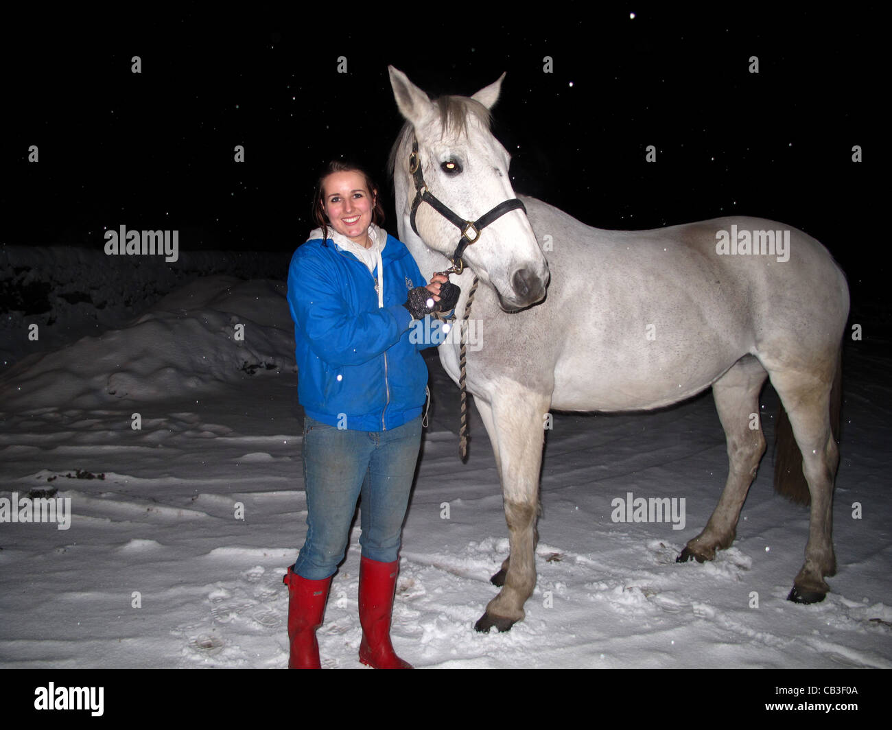 Grey Horse Snow Photos Grey Horse Snow Images Alamy