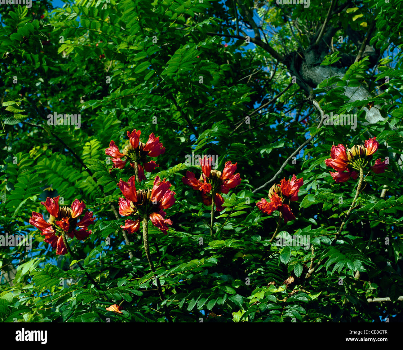 Fleur rouge de tulipier d'Afrique Spathodea campanulata Big Island Hawaii Banque D'Images