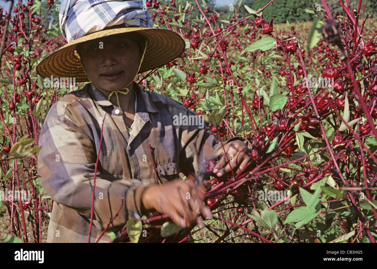 Thai girl roselle récolte les fruits rouges ou le gombo pour la confiserie, la Thaïlande Banque D'Images