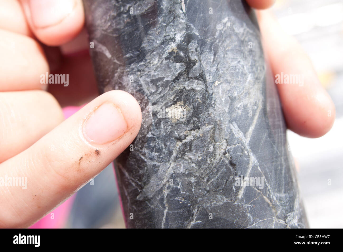 La minéralisation de sulfures pyrite associée à des veines de calcite et hébergé dans des schistes noirs de carottage au diamant. Banque D'Images