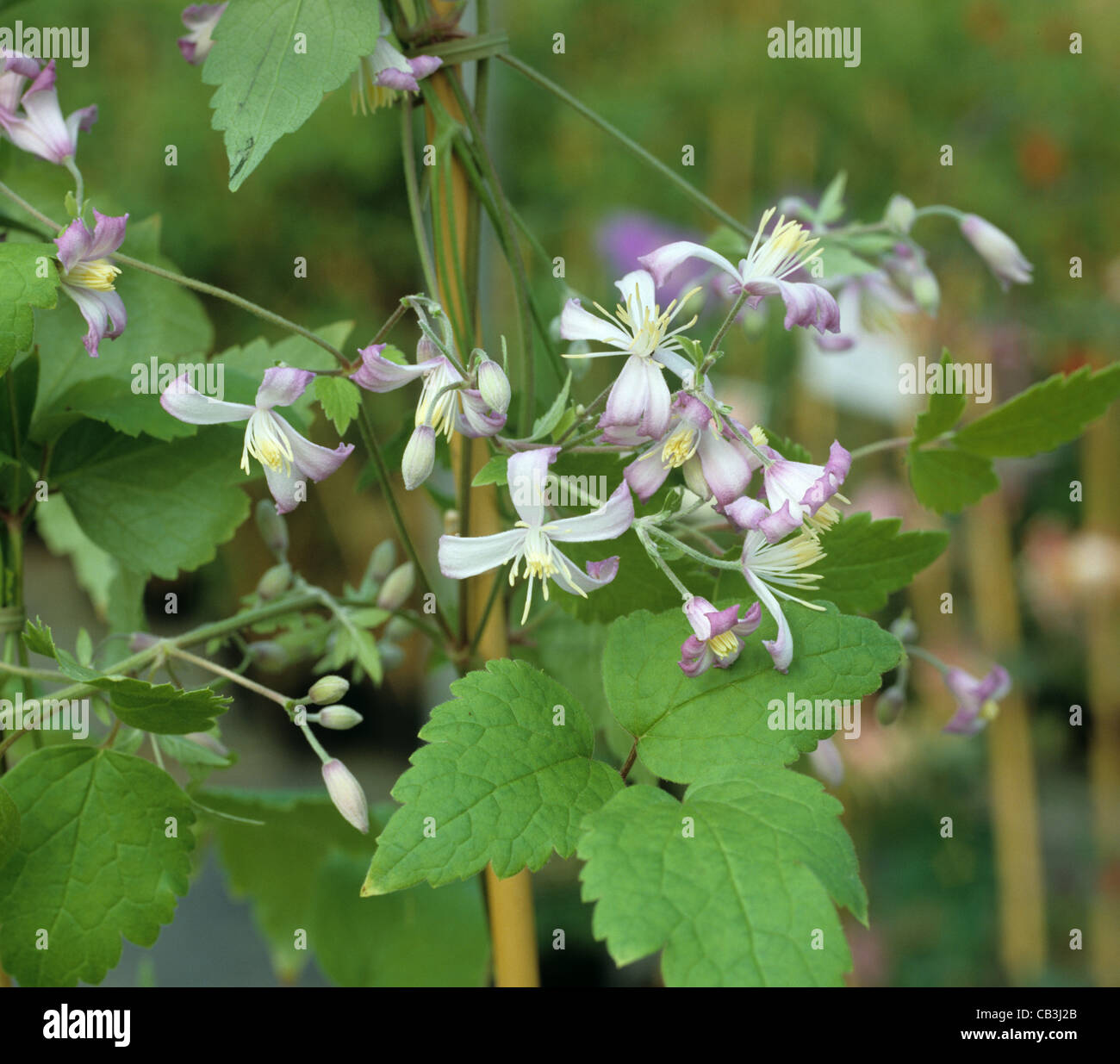 Petites fleurs lilas et blanc d'un jeune Clematis x jouiniana Praecox petit ornement escalade Banque D'Images