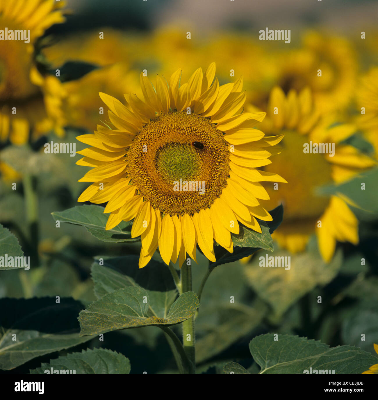 Fleur de tournesol dans une récolte d'huile face au soleil du matin en Toscane, Italie, juillet Banque D'Images