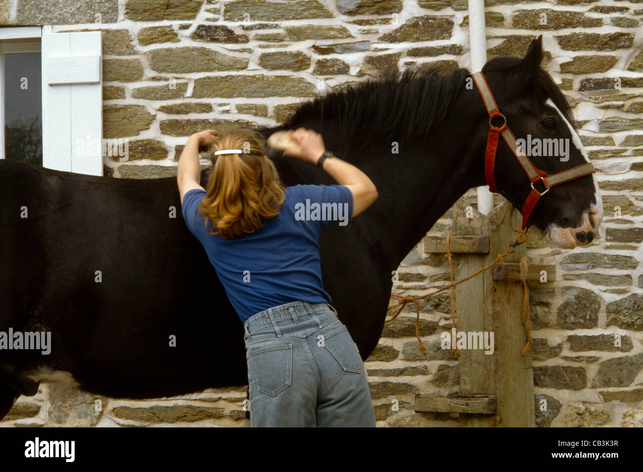 Shire Horse être toilettés Au Shire Horse Centre Cornwall Banque D'Images