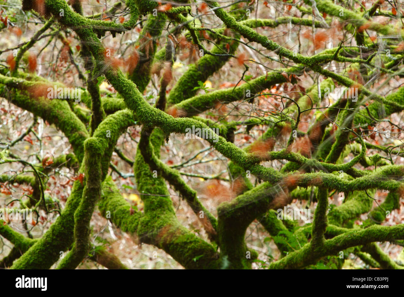 Branches moussues enchevêtrés près de la rivière Barle. Parc National d'Exmoor. Le Somerset. L'Angleterre. UK. Banque D'Images