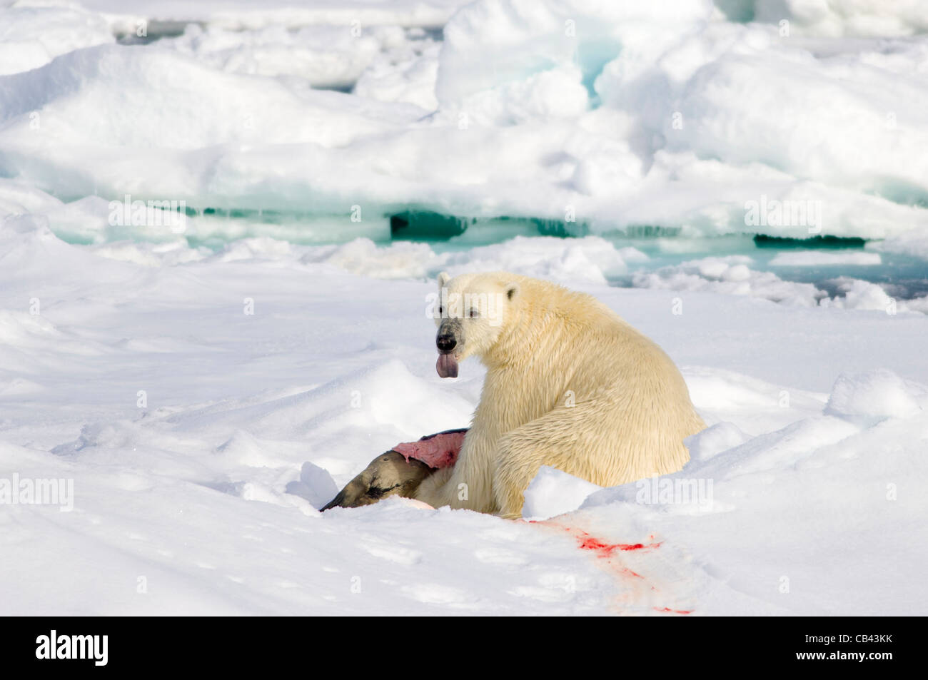 Mâle Ours polaire (Ursus maritimus), manger fraîchement tué un phoque barbu (Erignathus barbatus) sur la banquise flottante, Storfjorden, entre le Spitzberg et Edgeøya, archipel du Svalbard, Norvège Banque D'Images