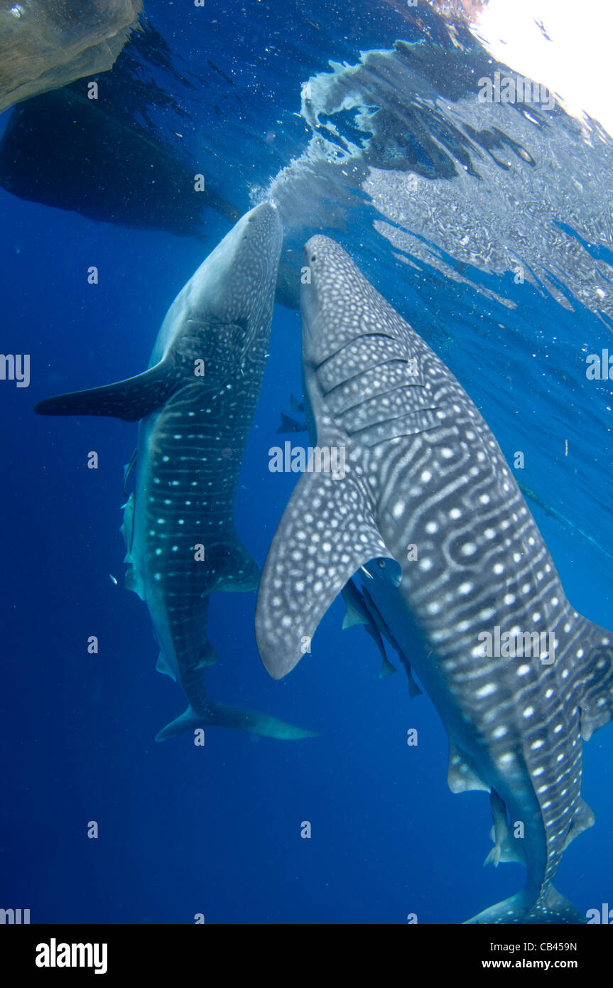 Deux requins baleine, Rhincodon typus, sous une plate-forme de pêche, ces requins sont amis avec les pêcheurs qui part les nourrir en C Banque D'Images