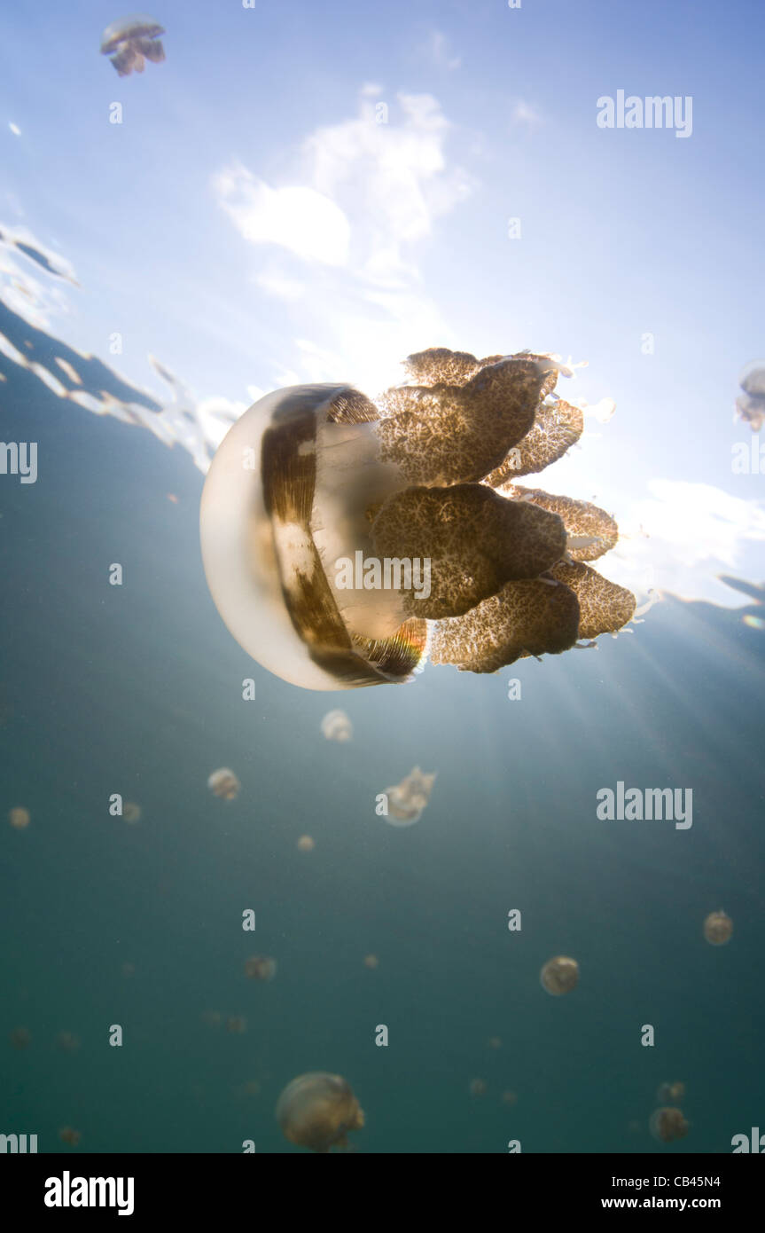 Rayons de lumière, une méduse Mastigias sp., Jellyfish lake, Kakaban, l'île de Kalimantan, Bornéo, Indonésie, l'Océan Pacifique Banque D'Images