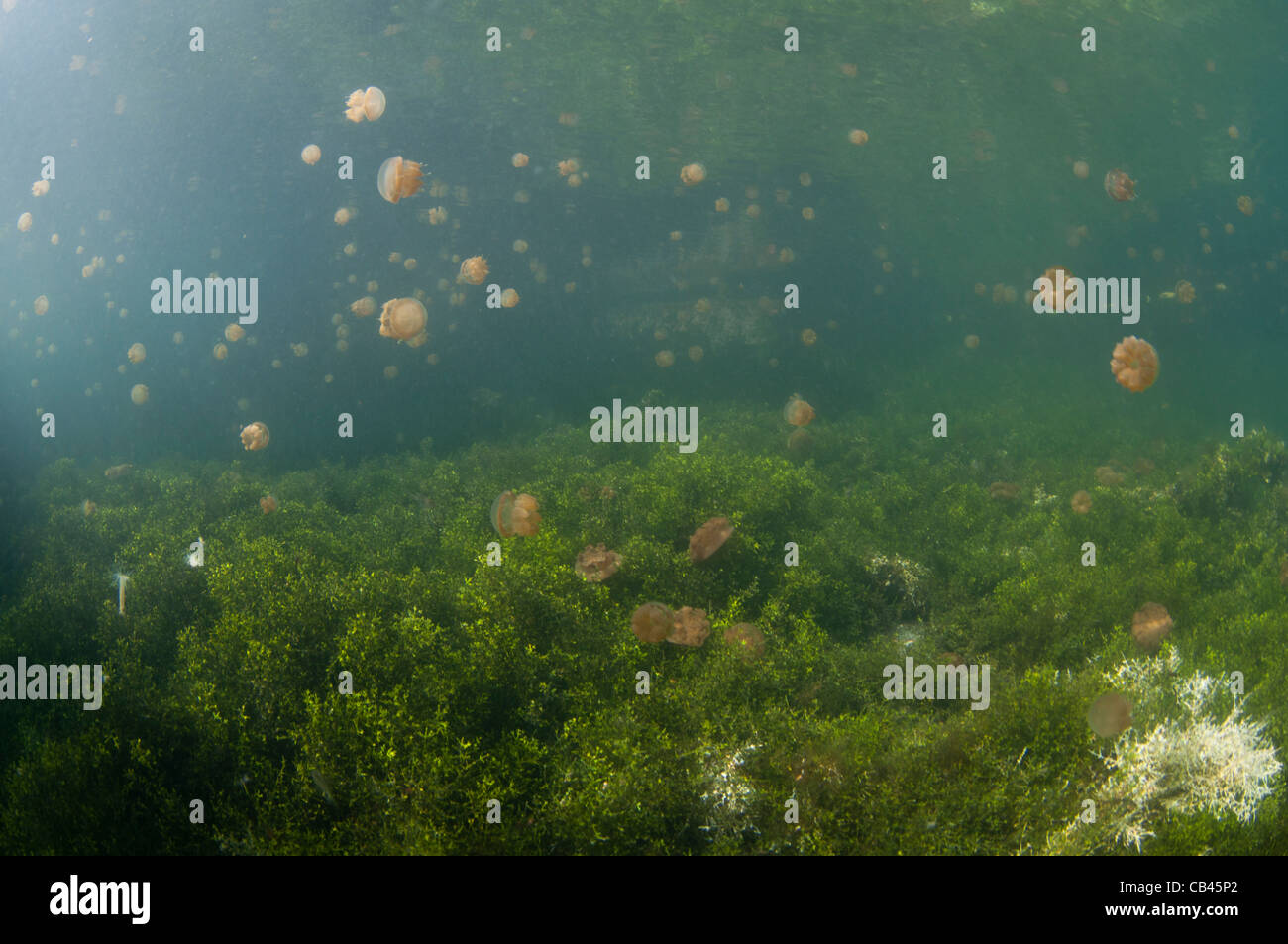 Méduse sans dard dans la colonne d'eau et sur le fond, Mastigias sp., Jellyfish lake, l'île de Kakaban Kalimantan Bornéo Banque D'Images