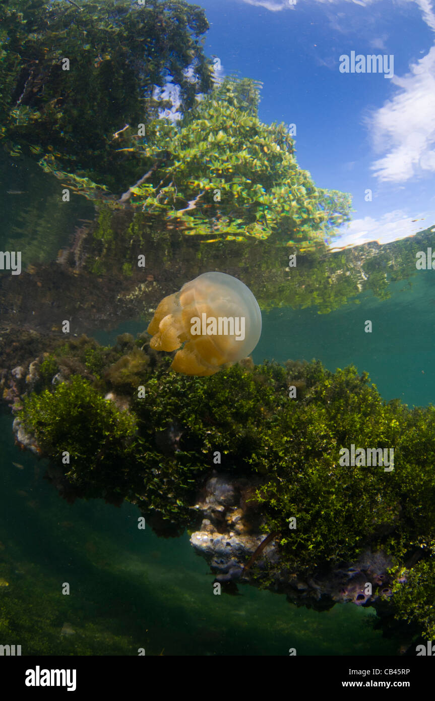 Méduse sans dard dans la colonne d'eau et sur le fond, Mastigias sp., Jellyfish lake, l'île de Kakaban Kalimantan Bornéo Banque D'Images