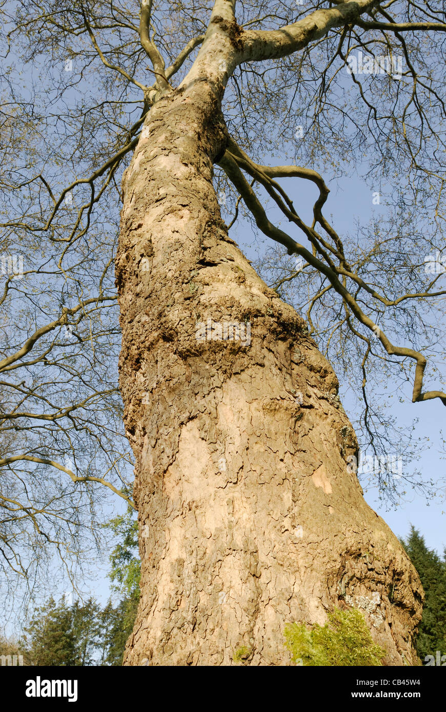 Vue d'un avion à destination de Londres à la recherche d'arbre vers le ciel. Banque D'Images