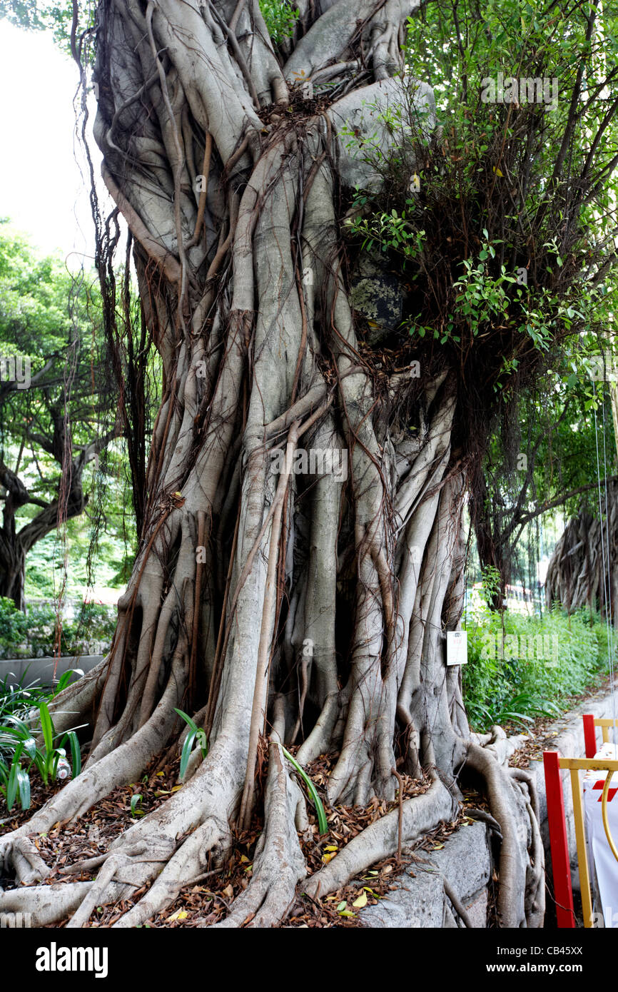 Siècle vieux banian chinois arbres croissant sur Nathan road à Kowloon Tsim Sha Tsui Hong Kong région administrative spéciale de Chine Banque D'Images