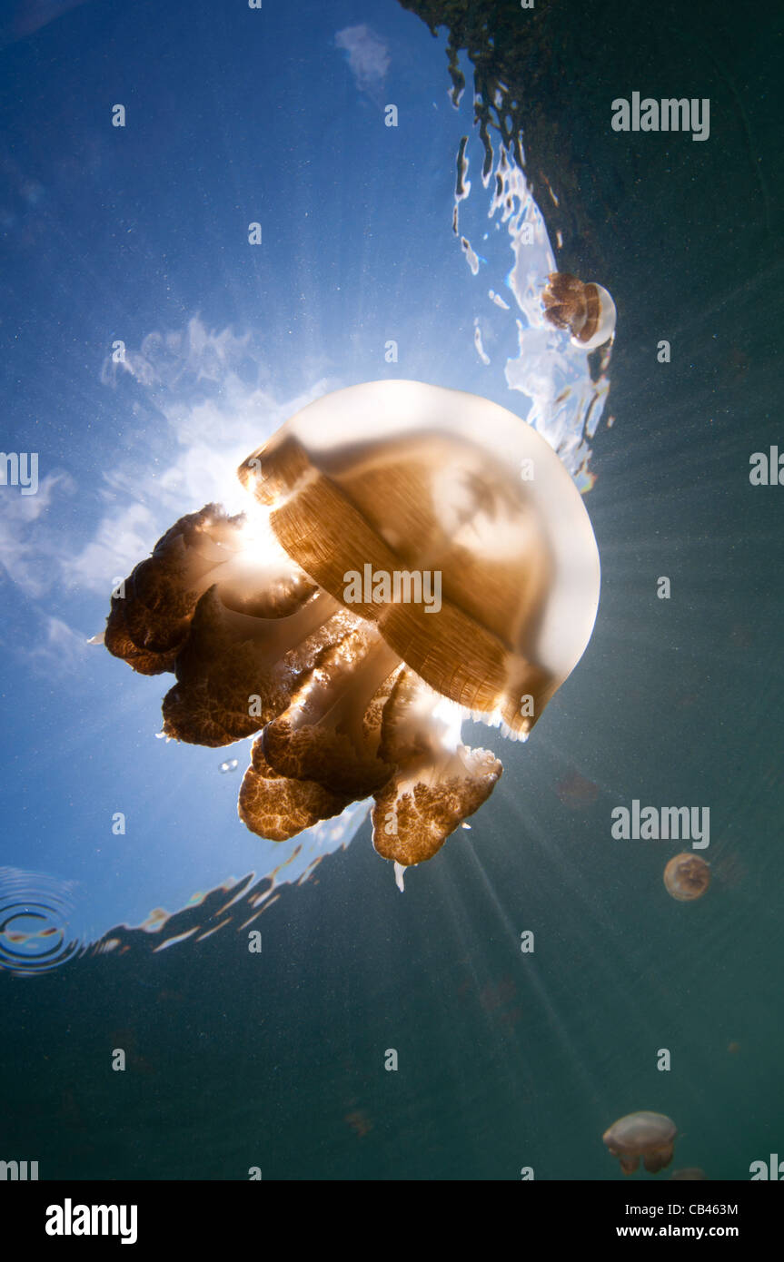 Rayons de lumière, une méduse Mastigias sp., Jellyfish lake, Kakaban, l'île de Berau, Kalimantan, Bornéo, Indonésie, Oce du Pacifique Banque D'Images