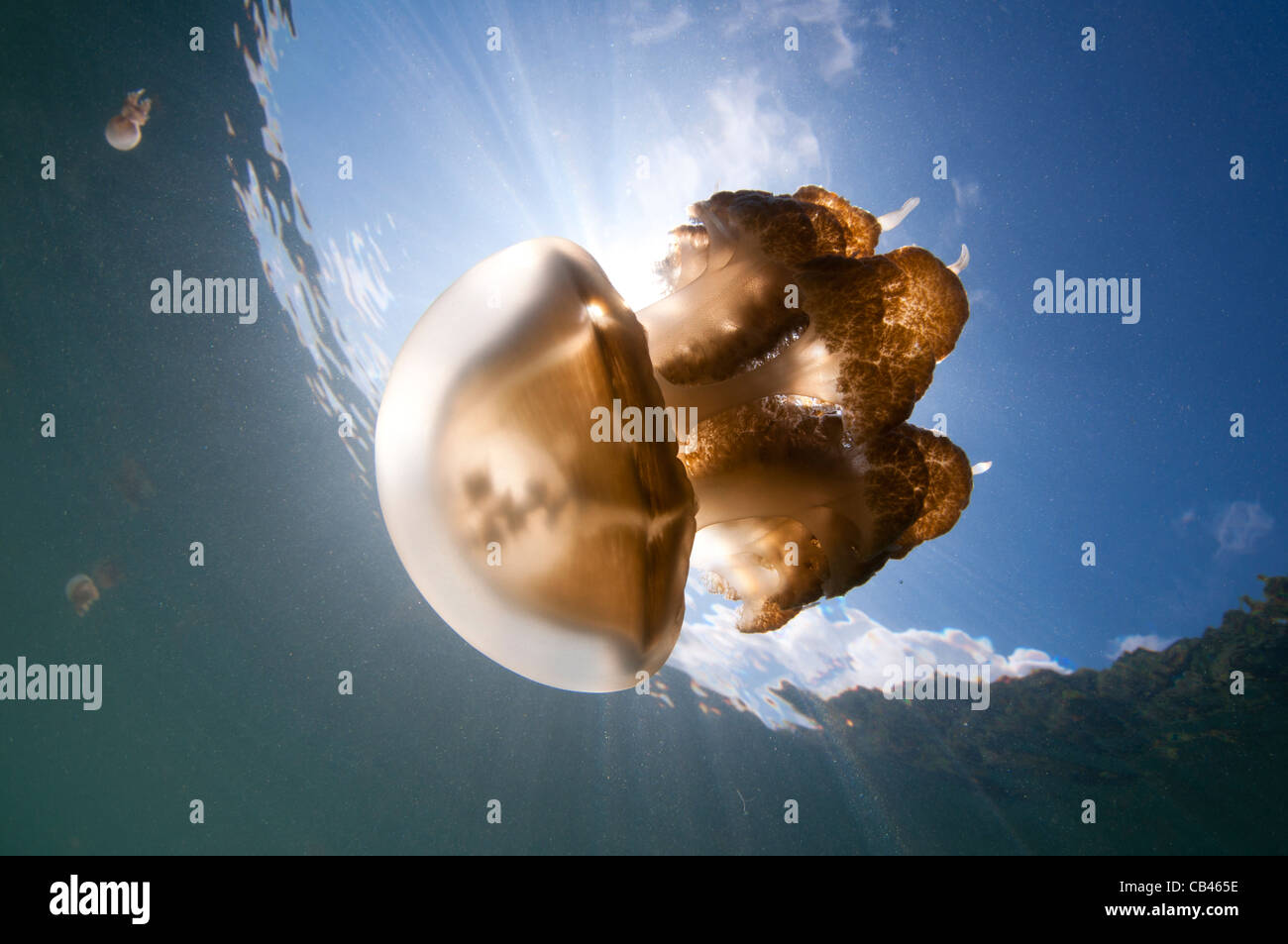 Rayons de lumière, une méduse Mastigias sp., Jellyfish lake, Kakaban, l'île de Berau, Kalimantan, Bornéo, Indonésie, Oce du Pacifique Banque D'Images