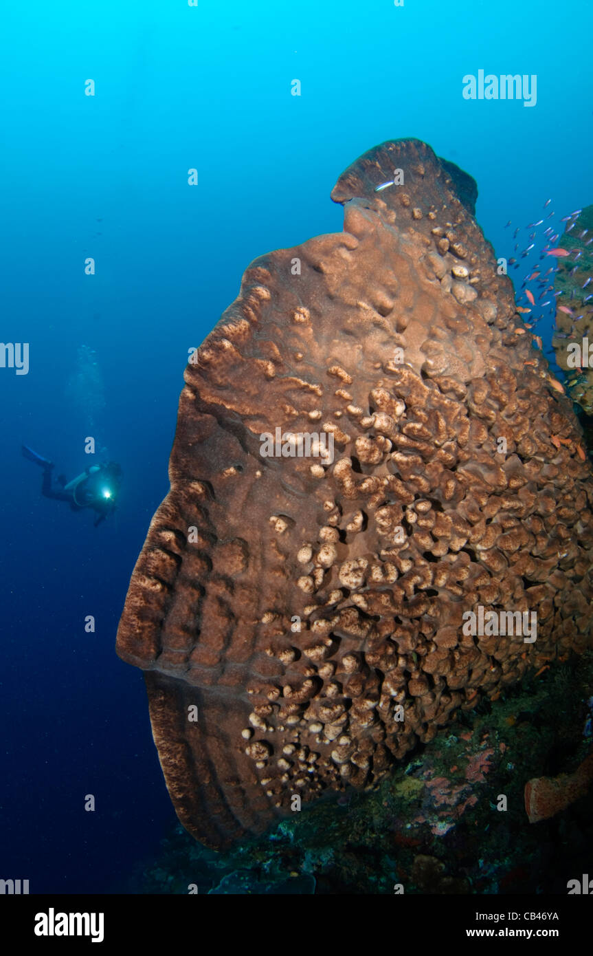 Une oreille d'un lointain nains éponge diver, Nusa Laut, Banda, Moluccus la mer, l'Indonésie, l'Océan Pacifique Banque D'Images