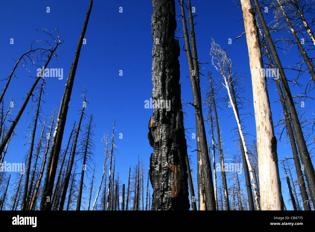 Des troncs de pins calcinés dans un incendie de forêt avec un fond de ciel bleu Banque D'Images