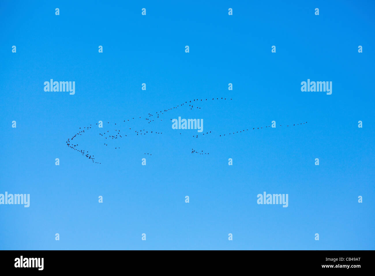 Les Oies à bec court (Anser brachyrhynchus). Pelote d'hivernage sur Norfolk vol de terres agricoles. Octobre. Banque D'Images
