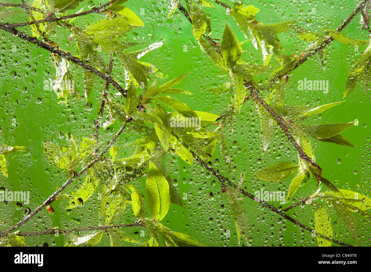 Avec les feuilles des rameaux frais du printemps après la pluie derrière la vitre Banque D'Images