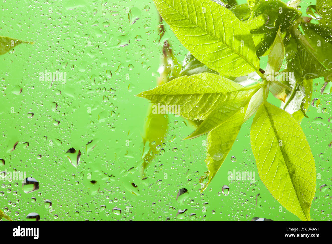 De Macro les feuilles et gouttes d'eau sur la fenêtre après la pluie au printemps Banque D'Images