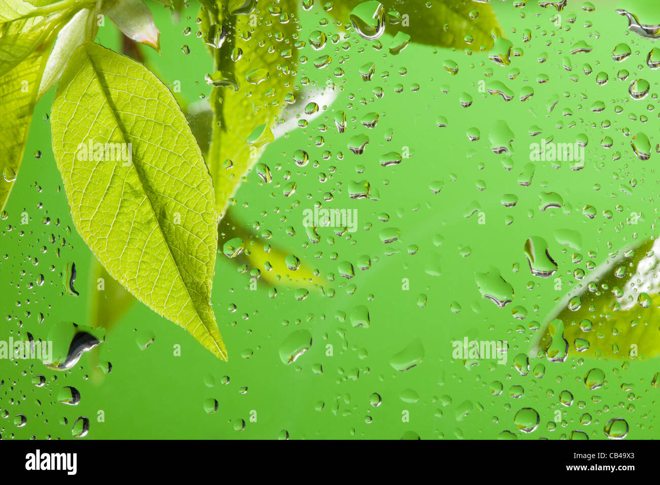Après la pluie de printemps feuilles - Macro des feuilles et gouttes d'eau sur la fenêtre Banque D'Images